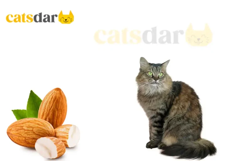 Can Cats Eat Almonds