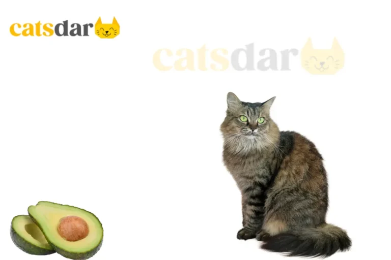 Can Cats Eat Avocado