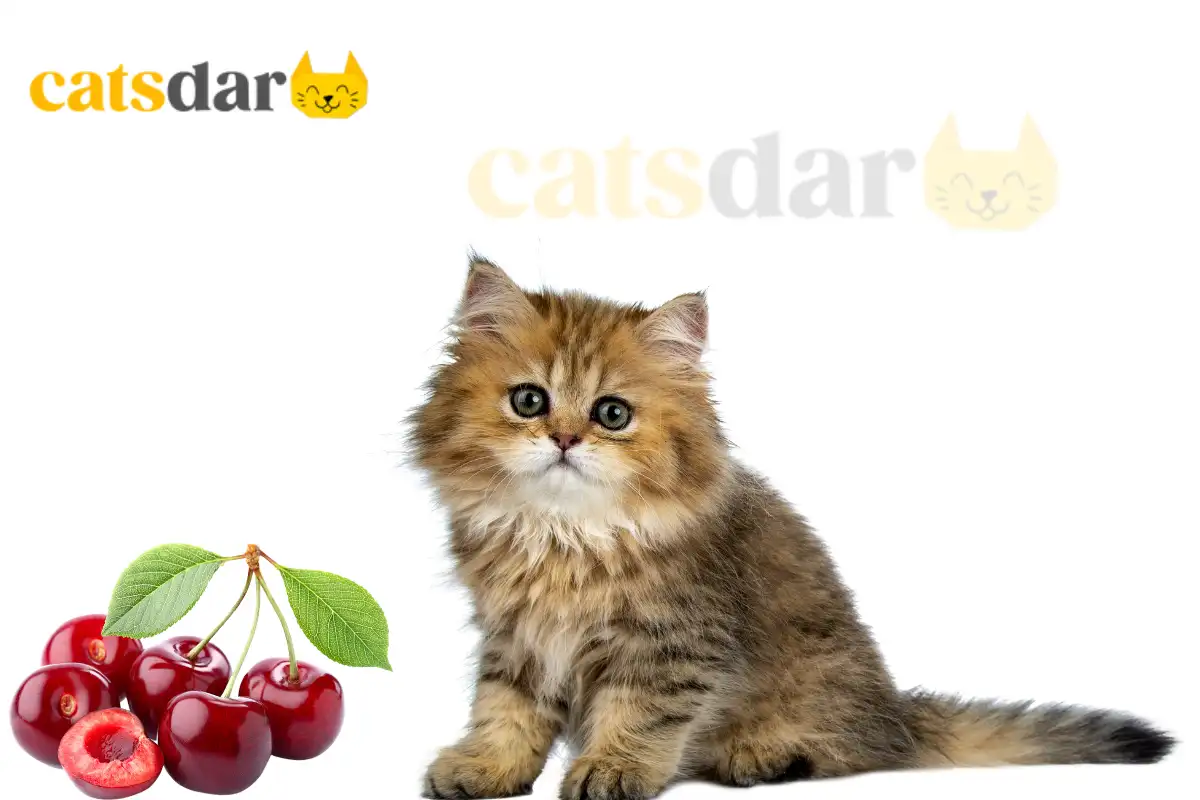 Can Cats Eat Cherries