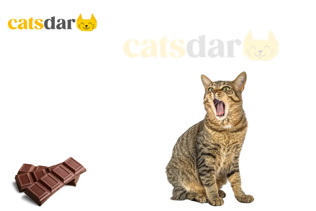 Can Cats Eat Chocolate
