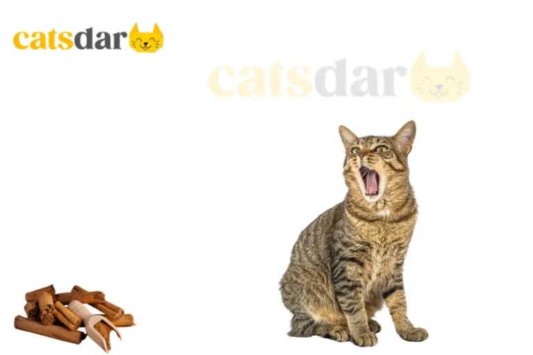 Can Cats Eat Cinnamon