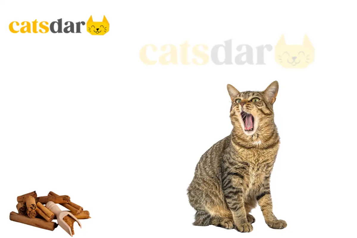Can Cats Eat Cinnamon