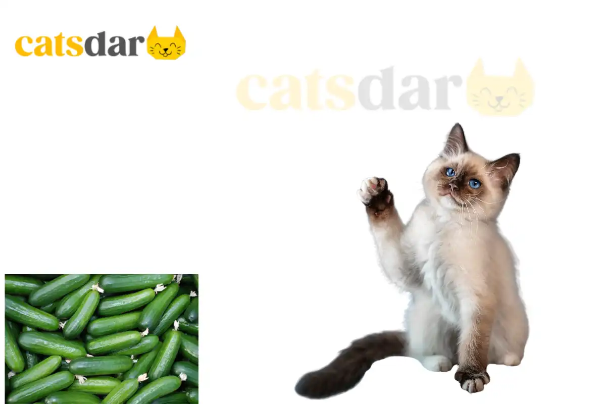 Can Cats Eat Cucumbers
