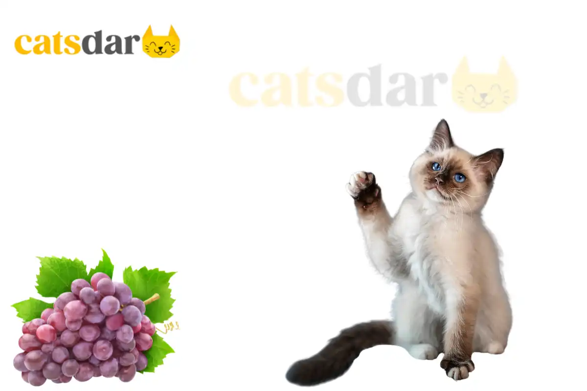 Can Cats Eat Grapes
