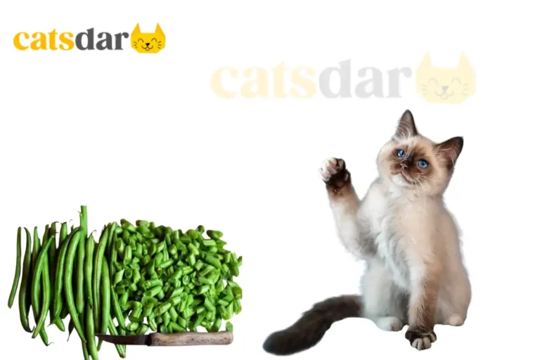 Can Cats Eat Green Beans