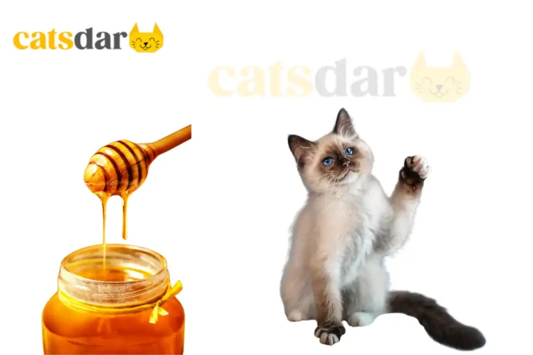 Can Cats Eat Honey