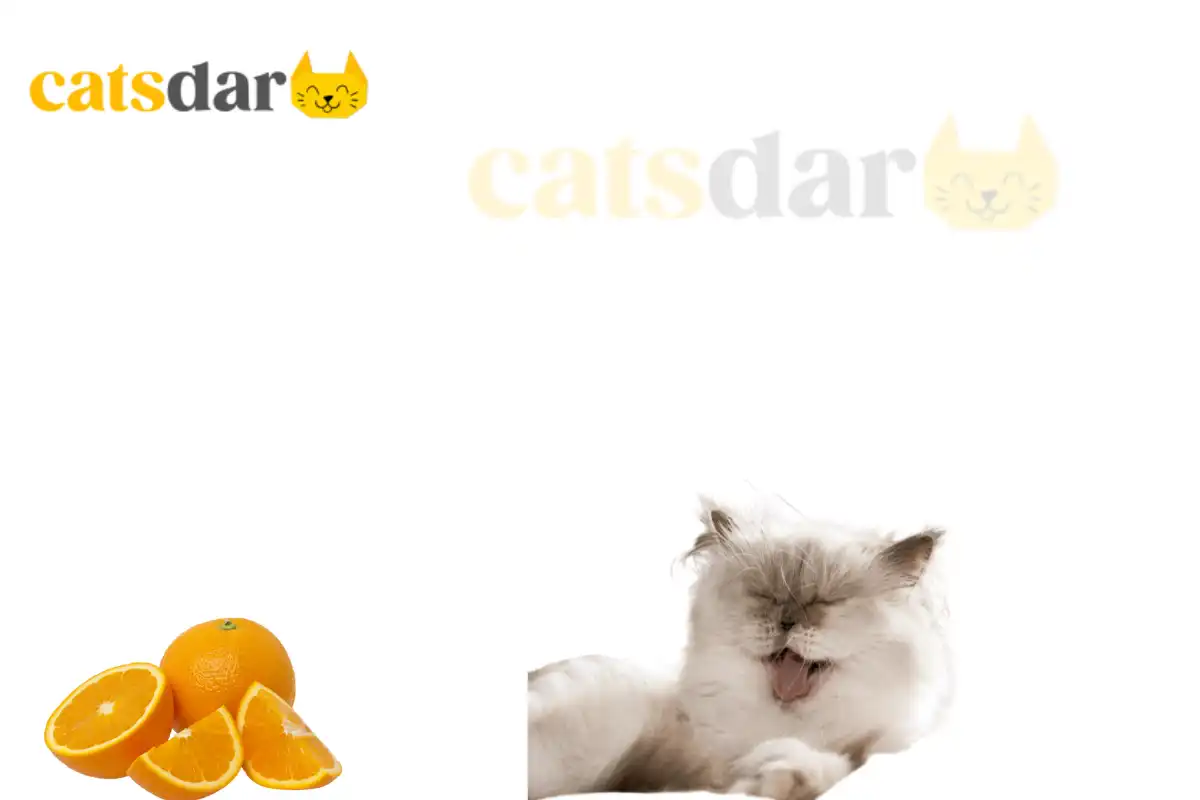Can Cats Eat Oranges