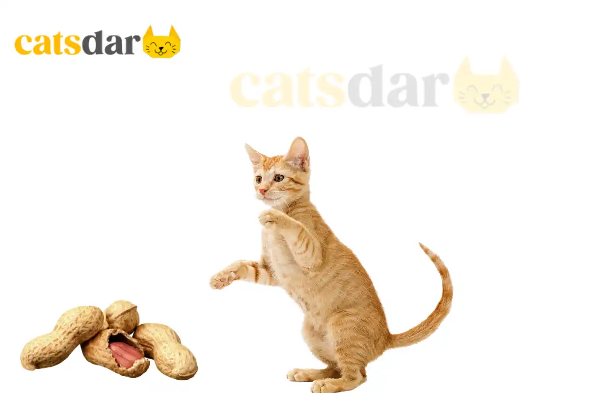 Can Cats Eat Peanuts