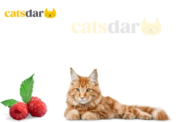 Can Cats Eat Raspberries