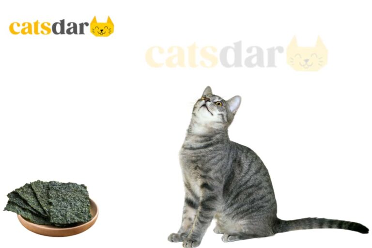 Can Cats Eat Seaweed