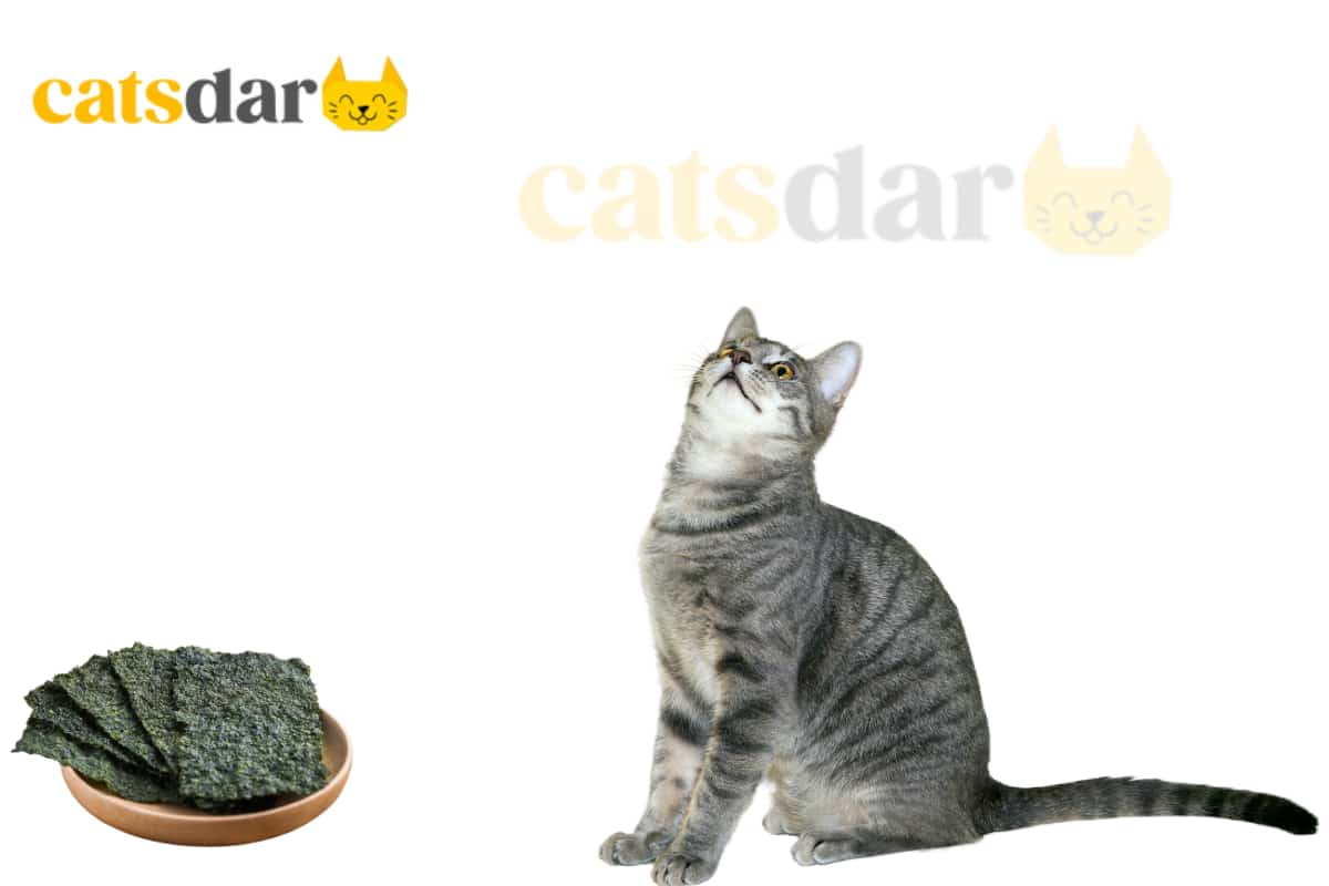 Can Cats Eat Seaweed
