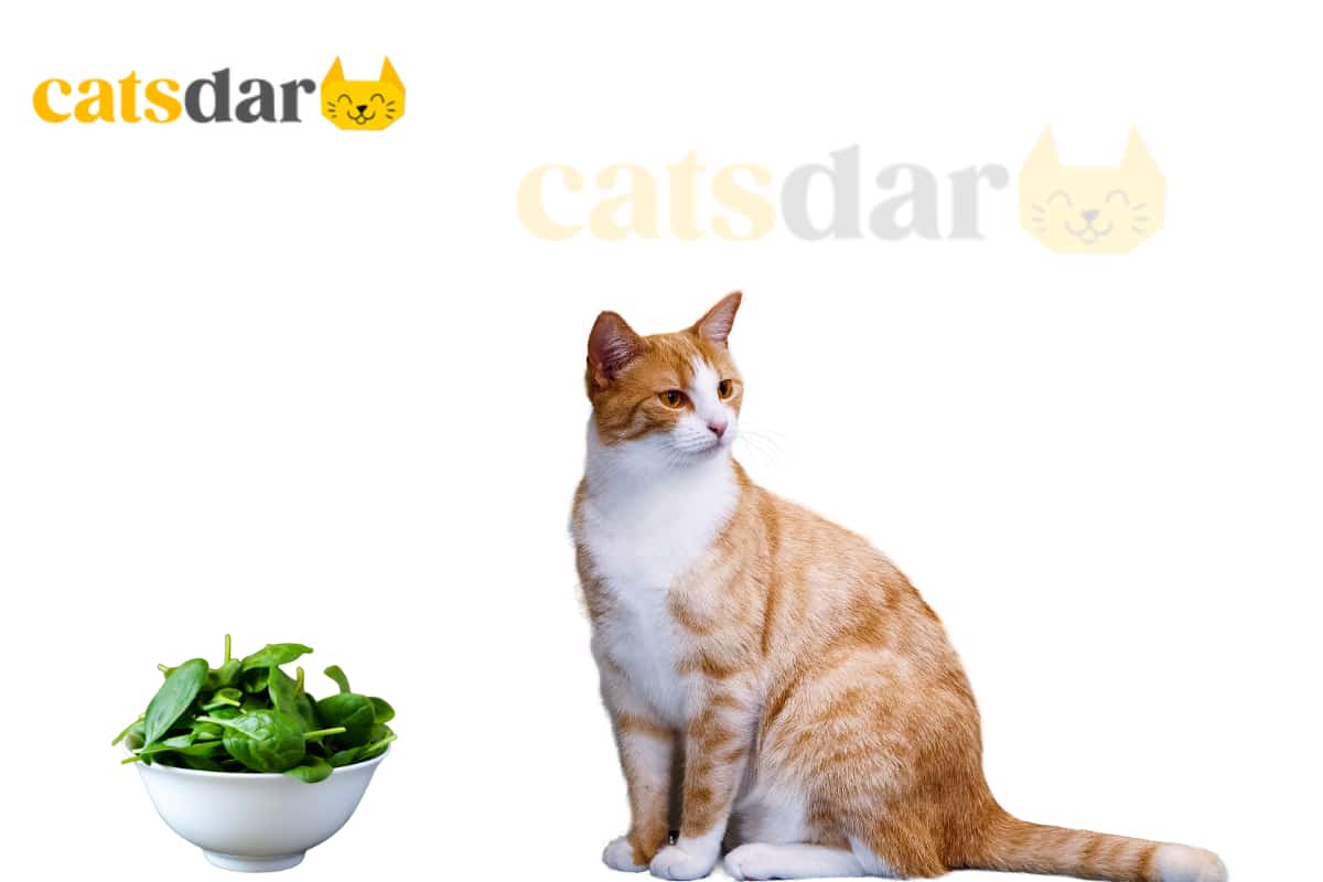 Can Cats Eat Spinach