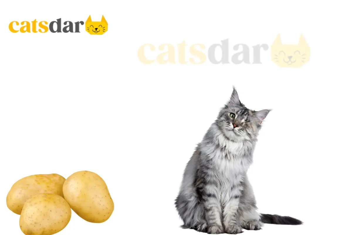Can cats eat potatoes