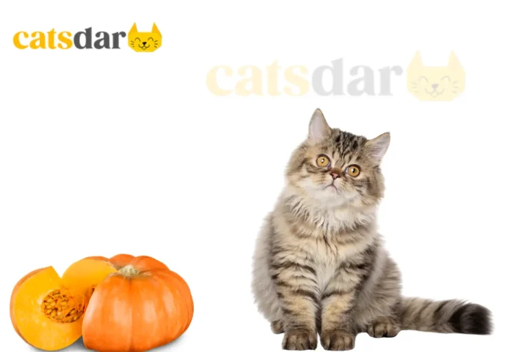 Can cats eat pumpkin
