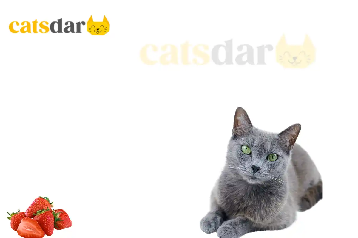 Can cats eat strawberries