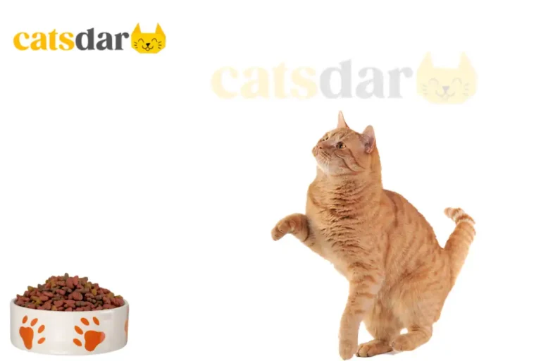 Can my cat eat dog food