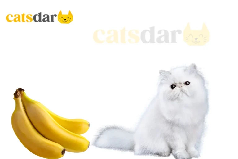 can cats eat bananas​
