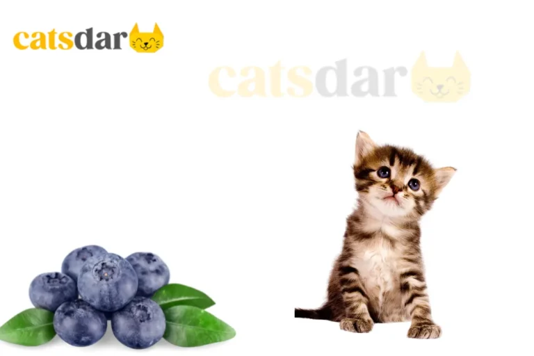 can cats eat blueberries​