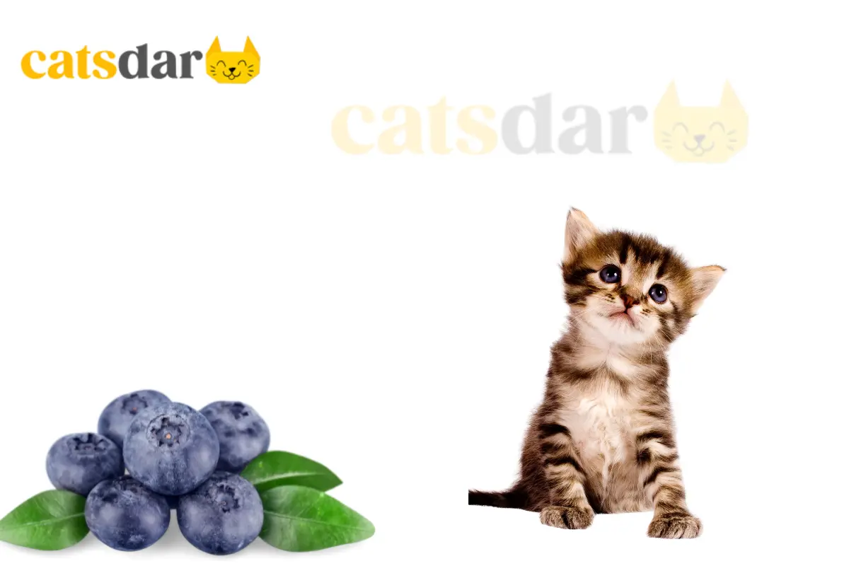 can cats eat blueberries