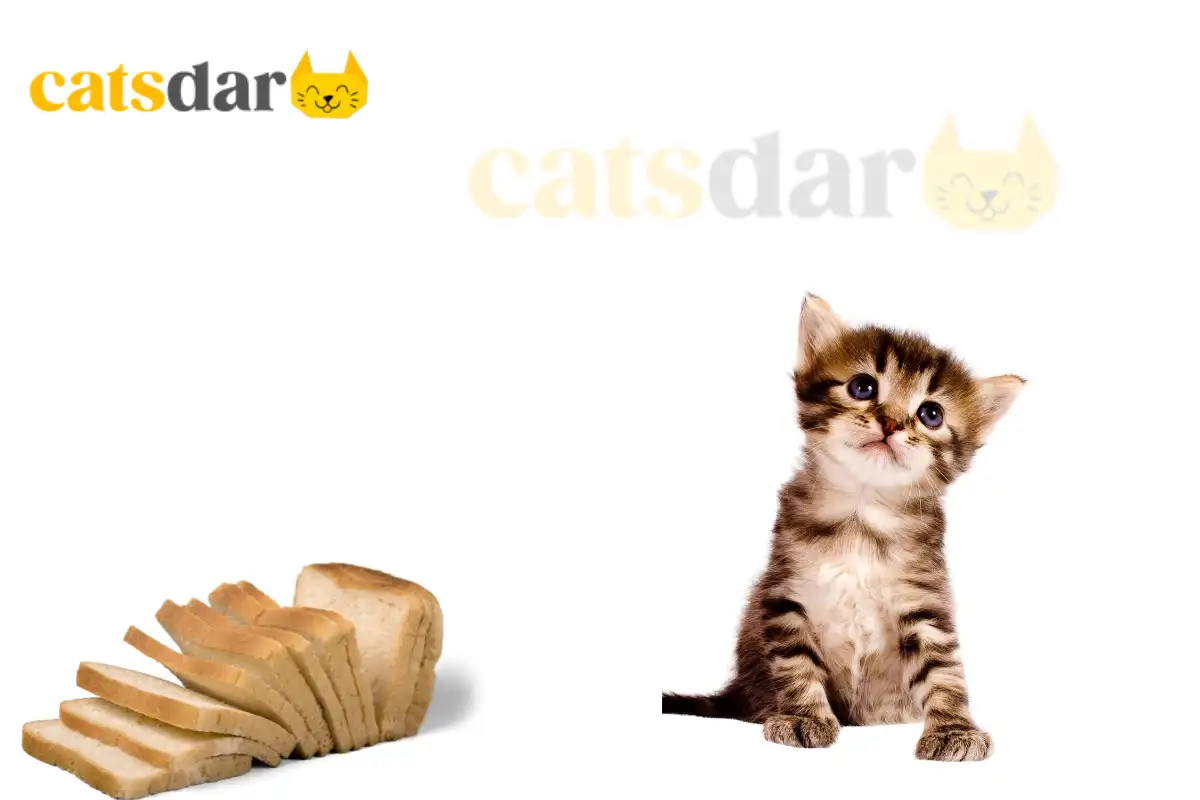 can cats eat bread​