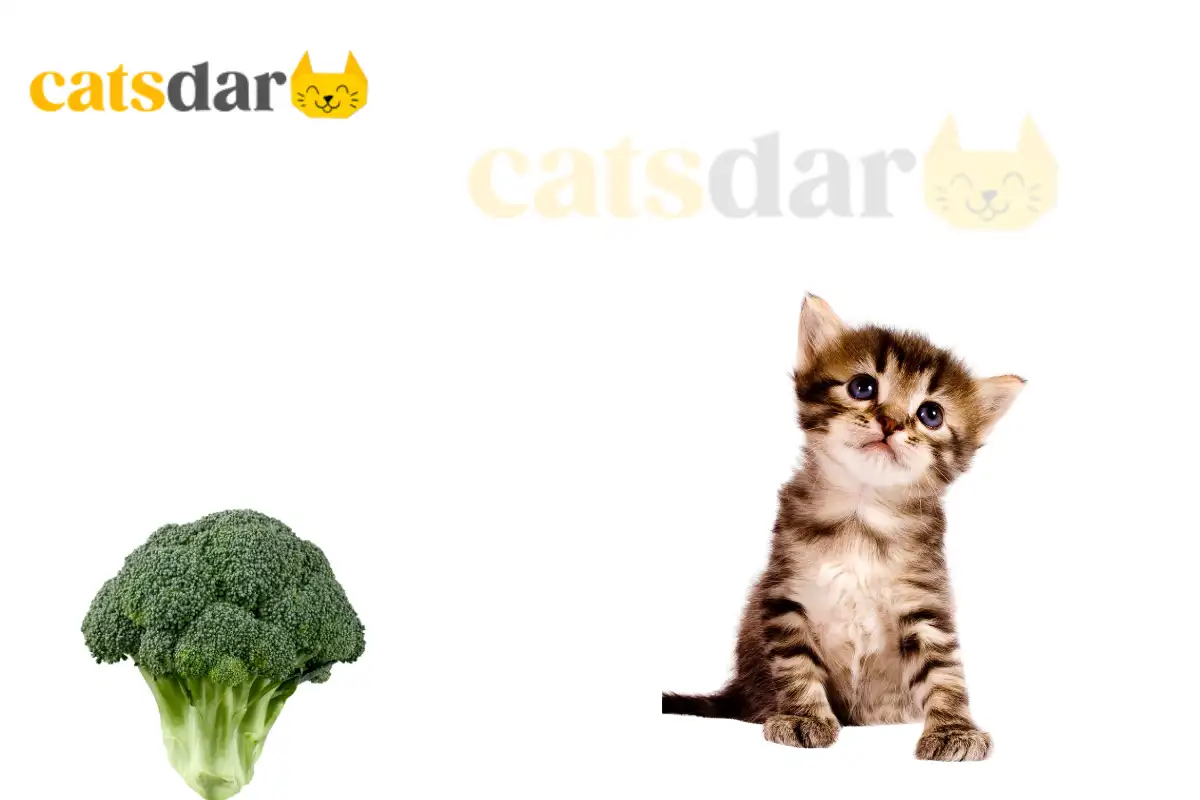 can cats eat broccoli​