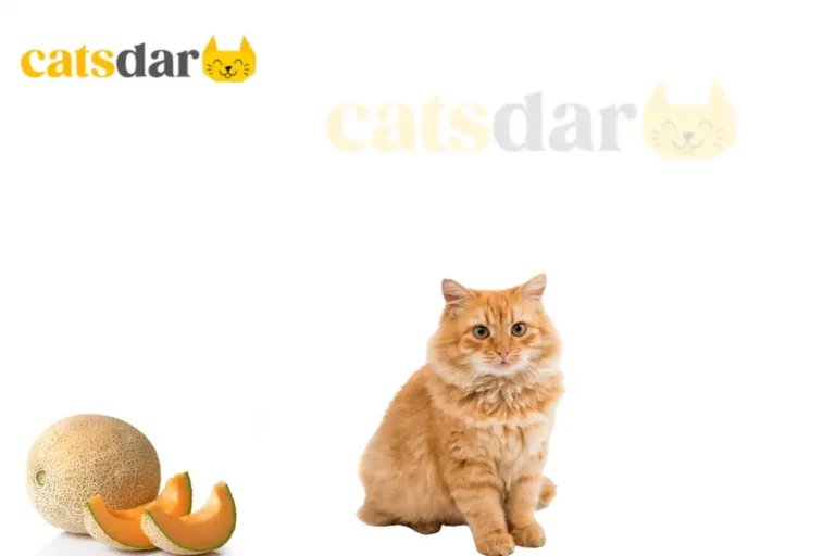 can cats eat cantaloupe​