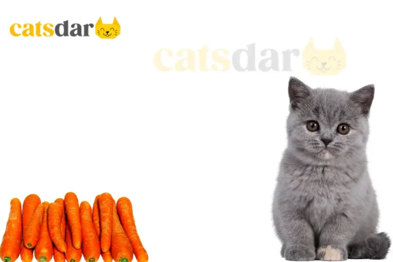 can cats eat carrots​