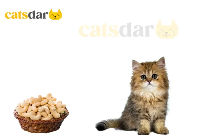 can cats eat cashews​