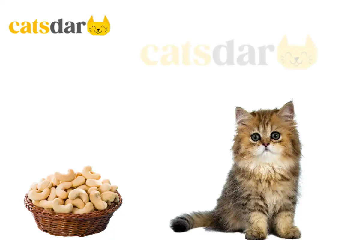 can cats eat cashews​