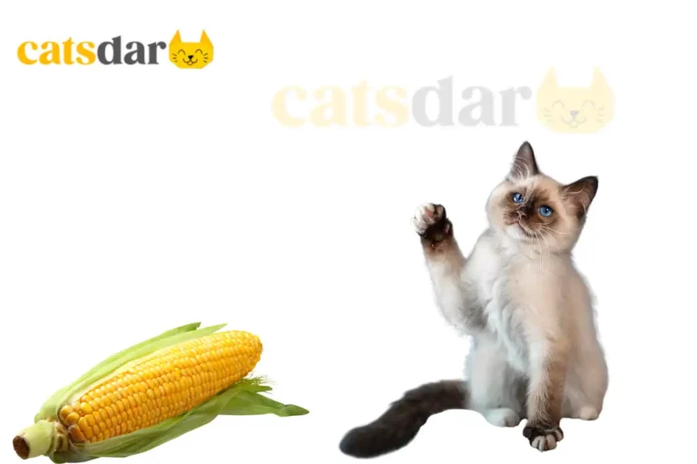 can cats eat corn