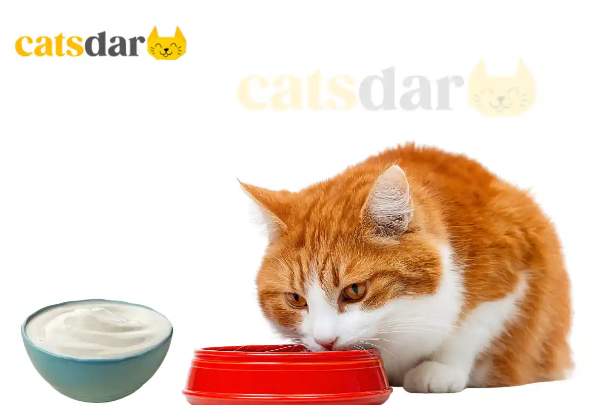 can cats eat greek yogurt 