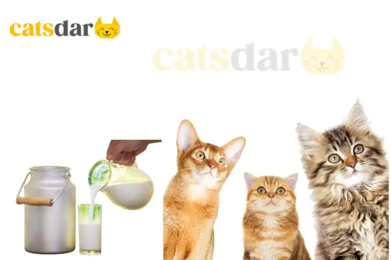 can cats eat milk​