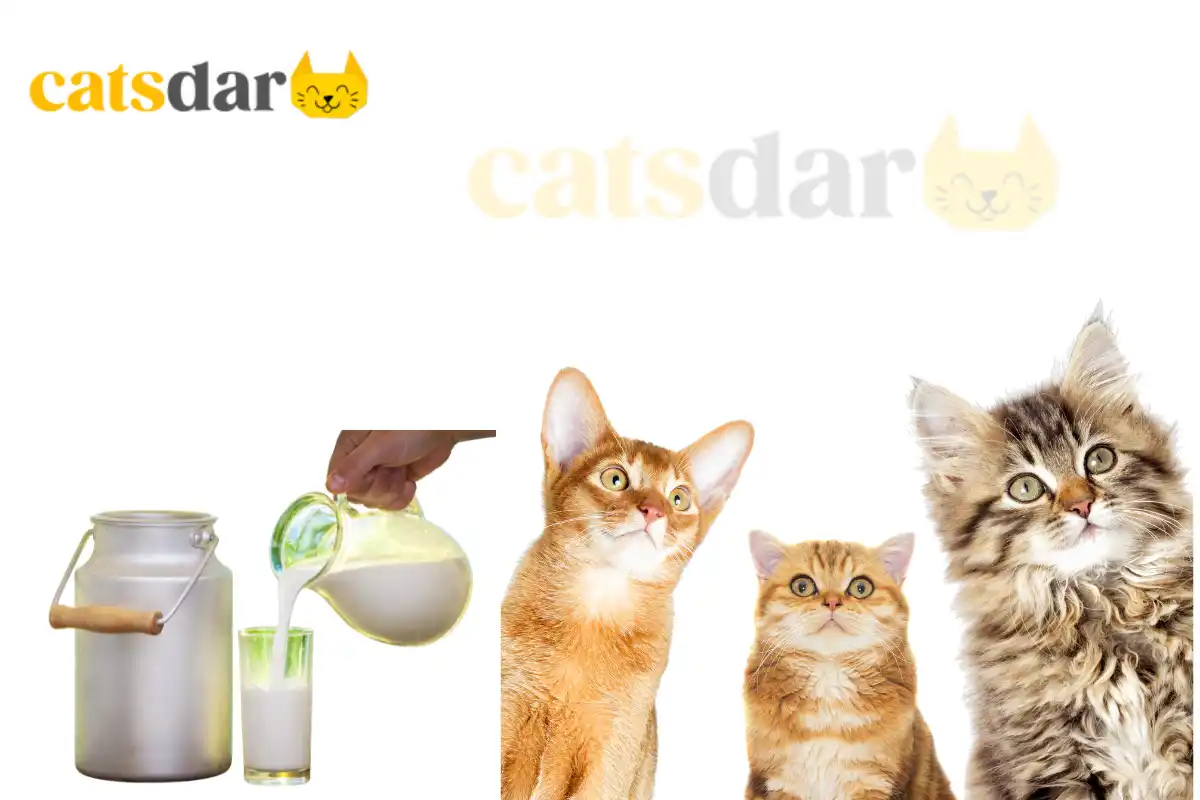 can cats eat milk​