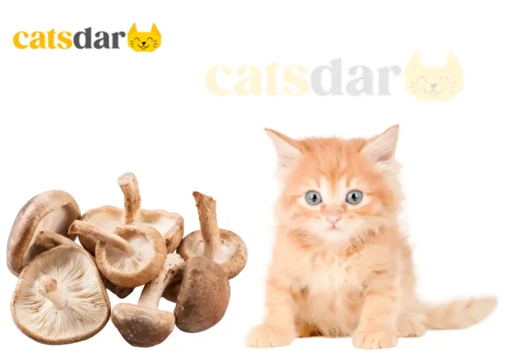 can cats eat mushrooms​