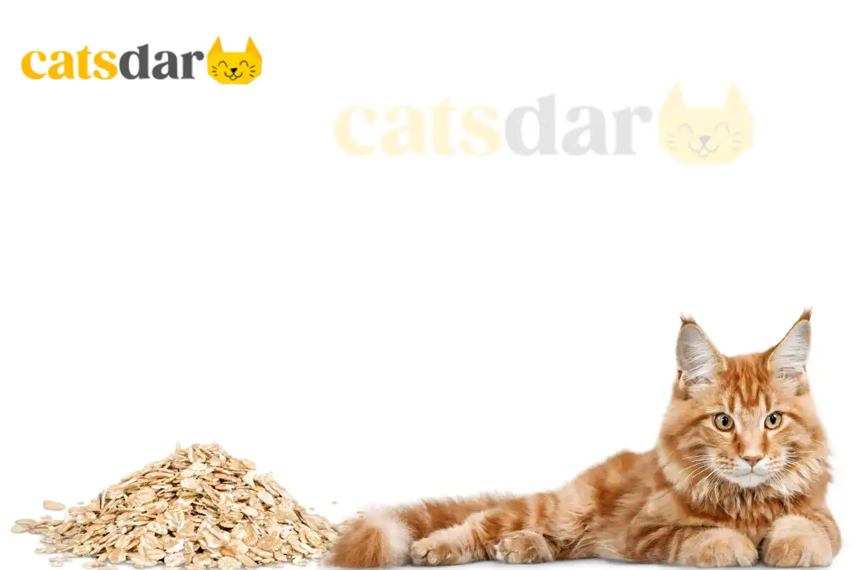 can cats eat oatmeal​