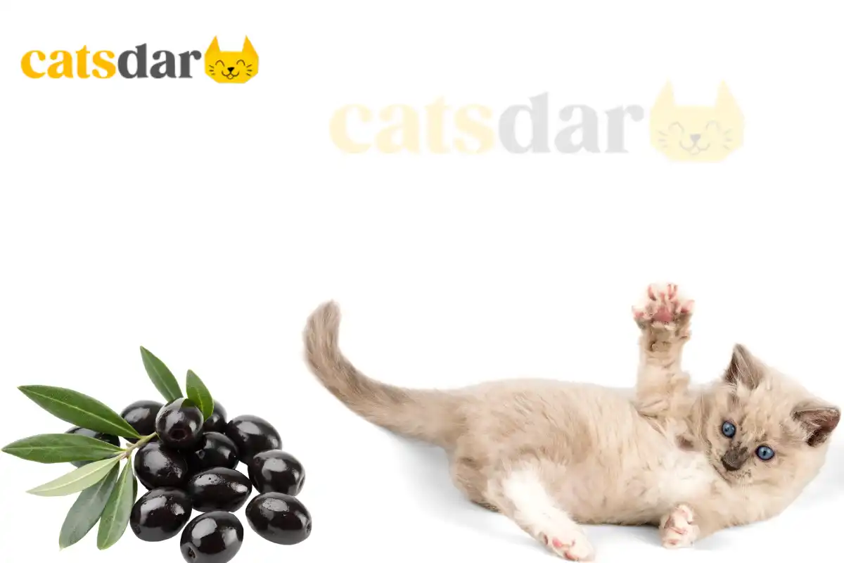 can cats eat olives​