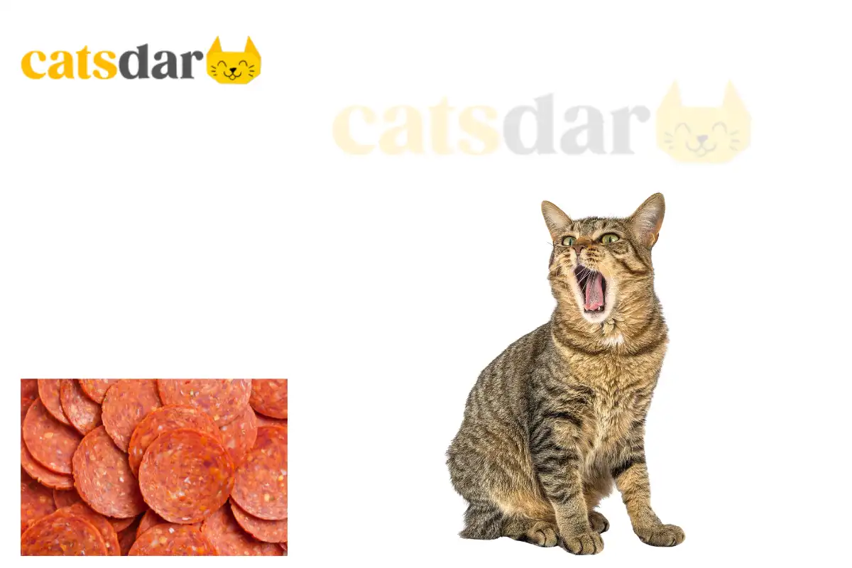can cats eat pepperoni
