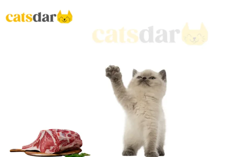 Can Cats Eat Raw Beef