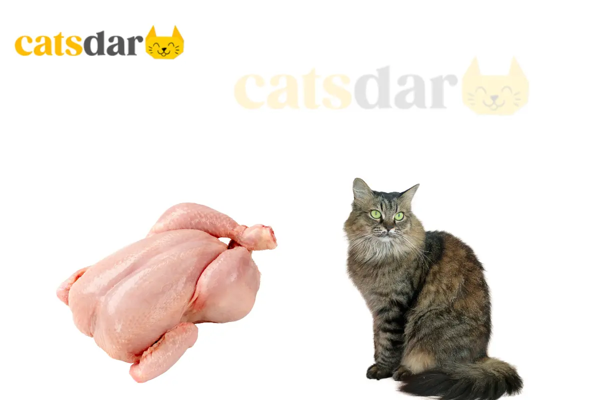 can cats eat raw chicken​