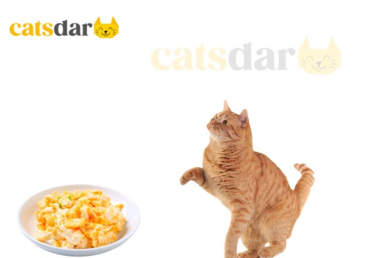 can cats eat scrambled eggs