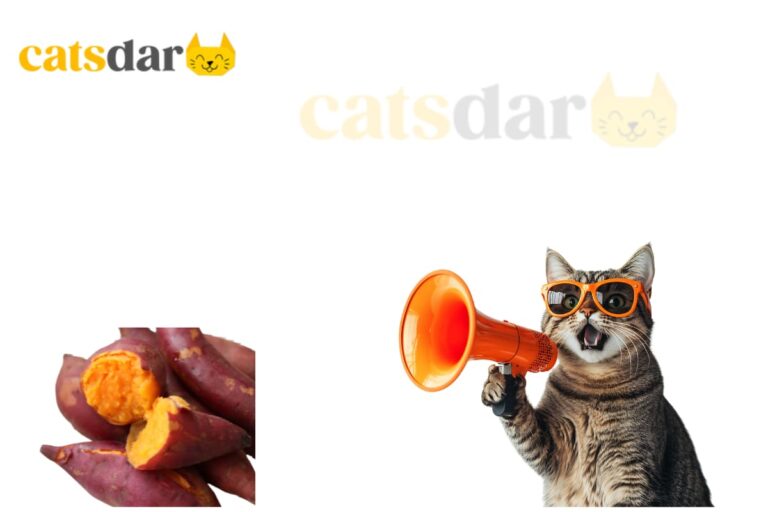 can cats eat sweet potatoes​