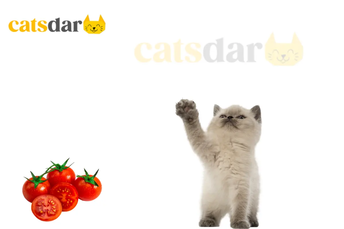 can cats eat tomatoes​
