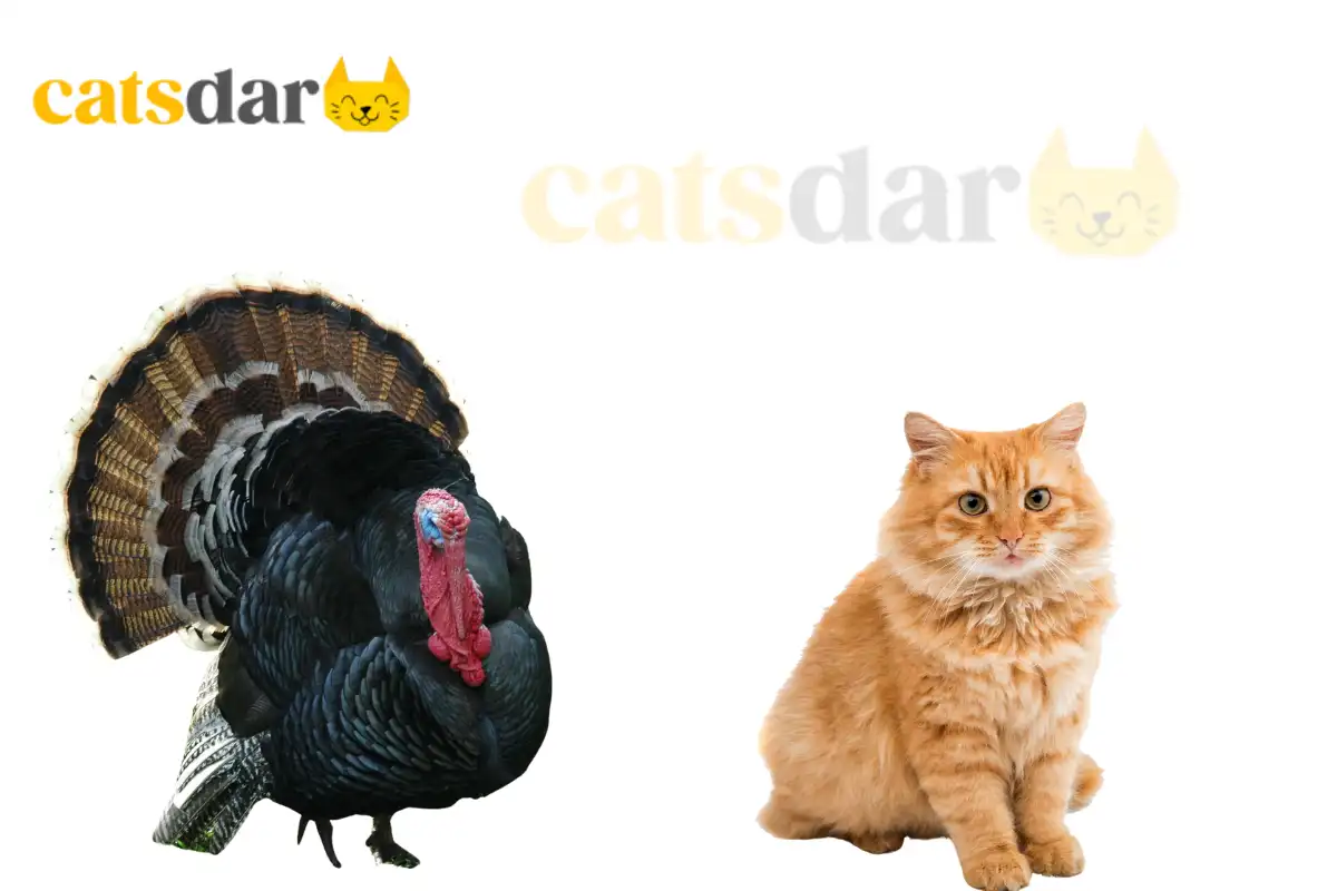 can cats eat turkey
