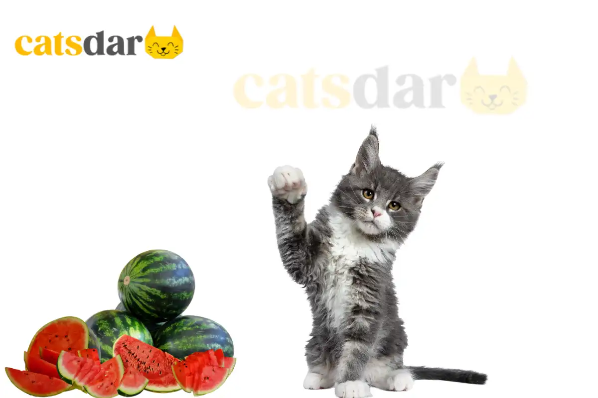 can cats eat watermelon