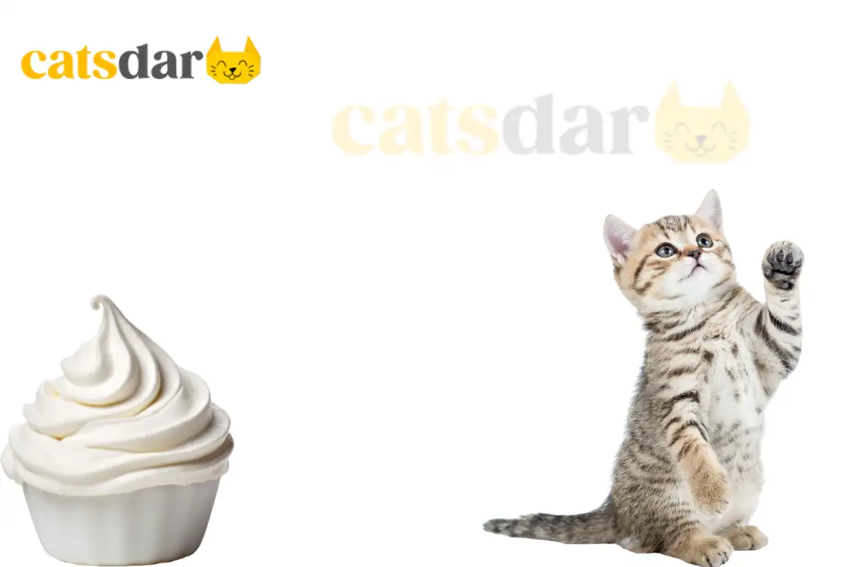 can cats eat whipped cream