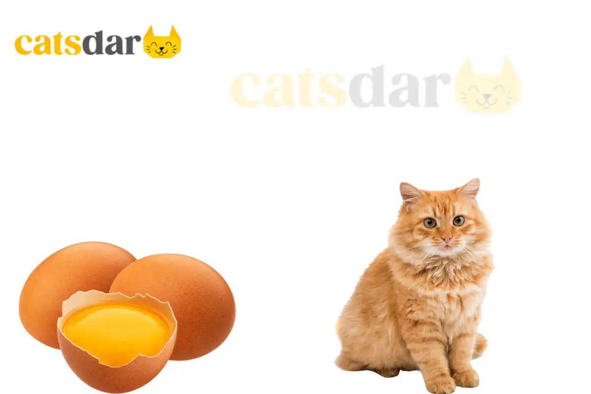can cats eat yolk egg​