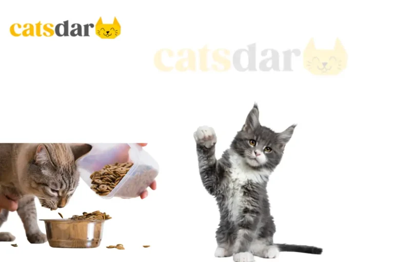 can kittens eat adult cat food​