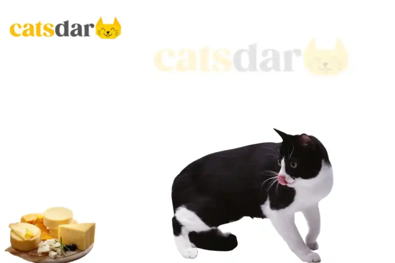 can cats eat cheese