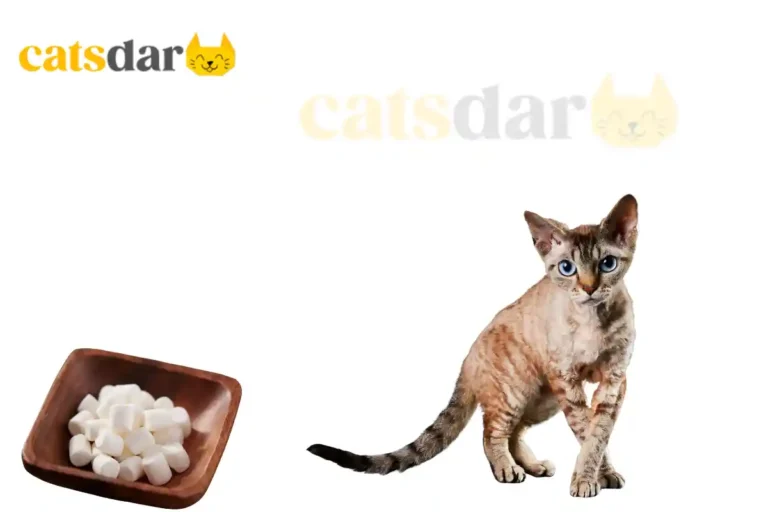 Can Cats Eat Marshmallows
