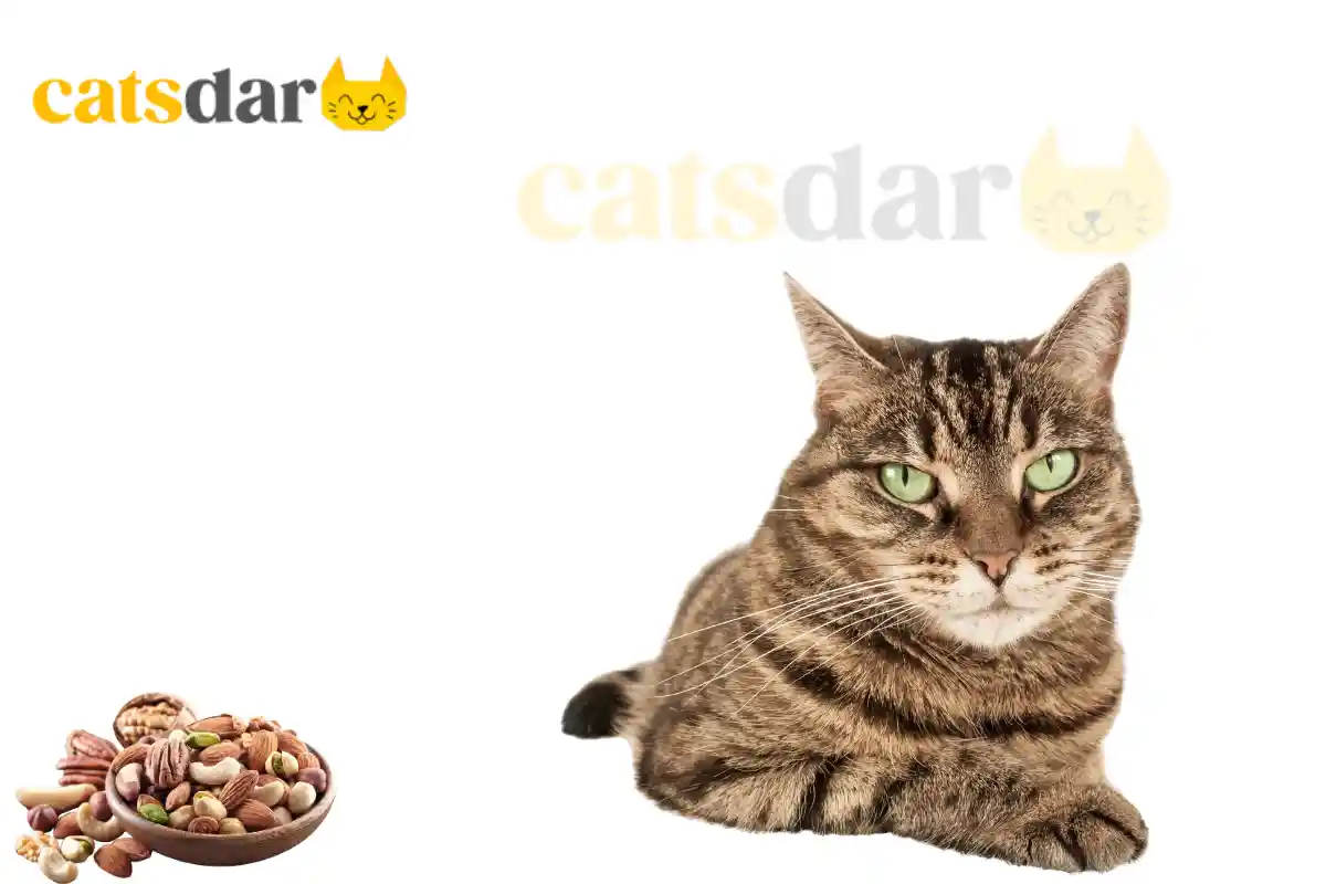 Can Cats Eat Nuts